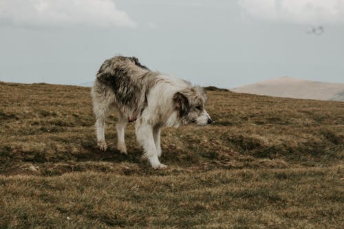 Medium Short-coated Gray and White Dog on Green Grass Under Gray Sky