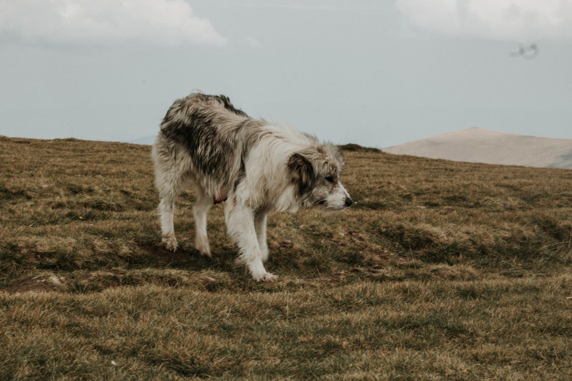 Free Medium Short-coated Gray and White Dog on Green Grass Under Gray Sky Stock Photo