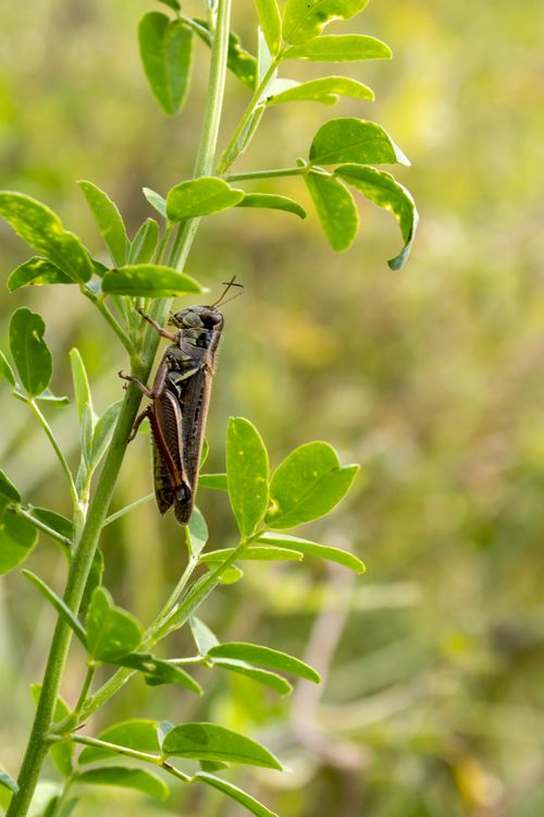 Free Detailed macro photograph of a grasshopper perched on a green plant, showcasing intricate details of its anatomy. Stock Photo