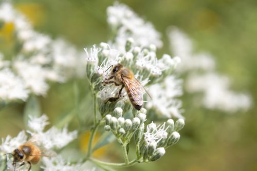 Free Honey Bee Stock Photo