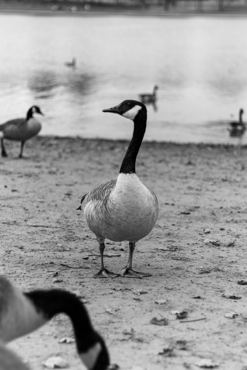 Free Goose Stock Photo