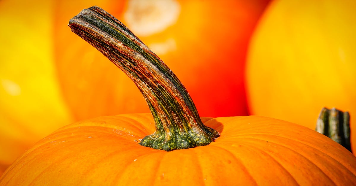 Close-up Photography of Pumpkin