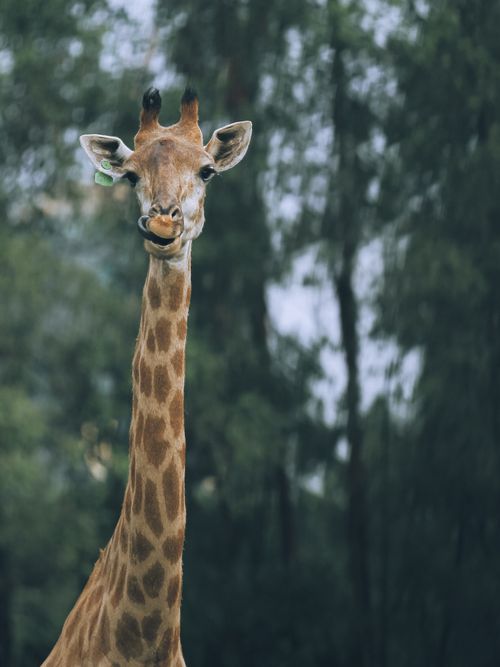 Free Close-up of an elegant giraffe with a blurred forest background, capturing the beauty of wildlife. Stock Photo