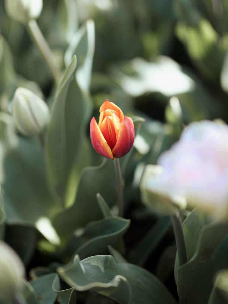 Close-up Of A Tulip Flower 