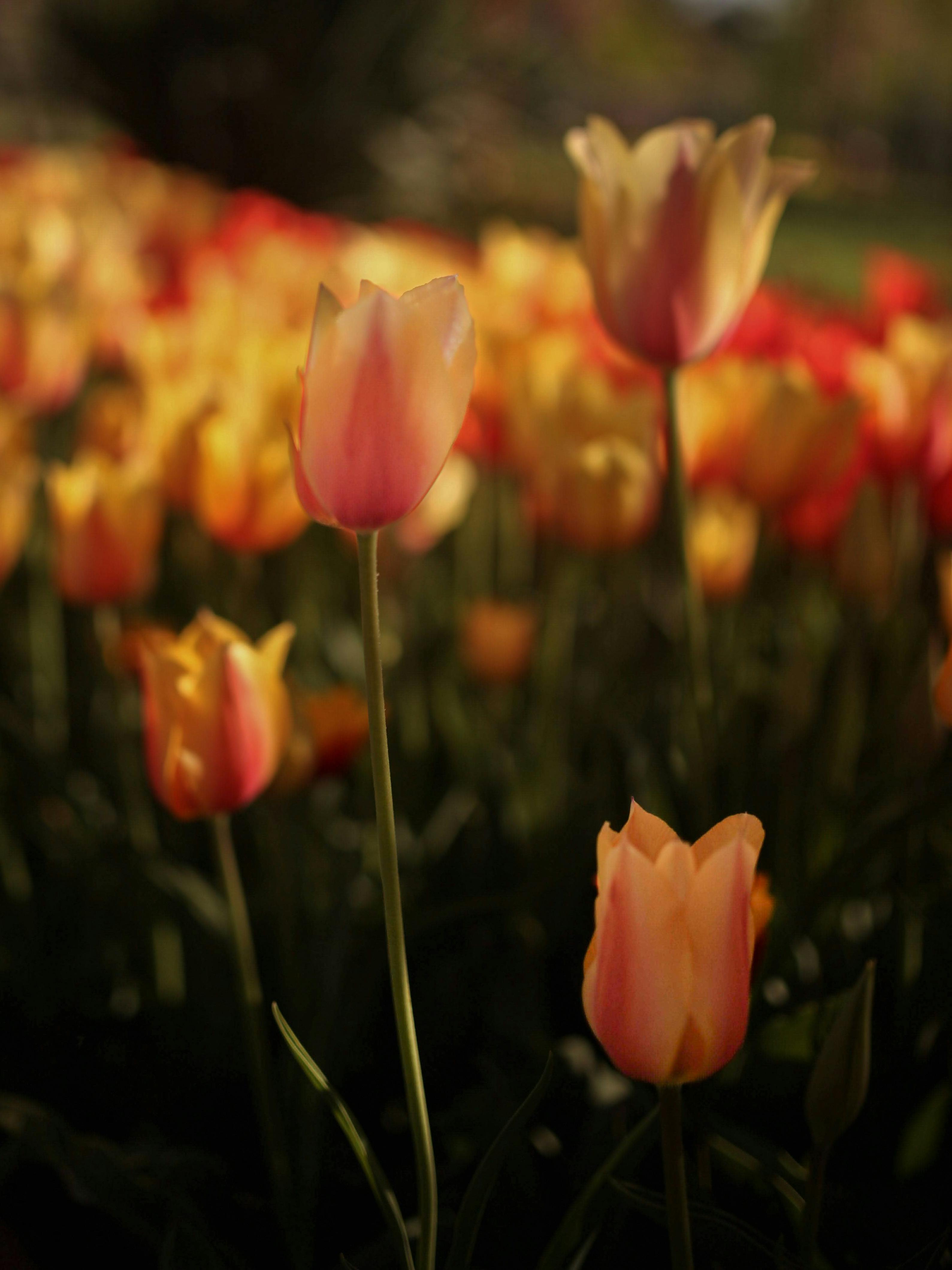 Bunch of Flowers in a Metal Bucket · Free Stock Photo