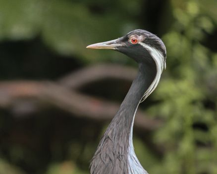 Close-Up Shot of a Demoiselle Crane 