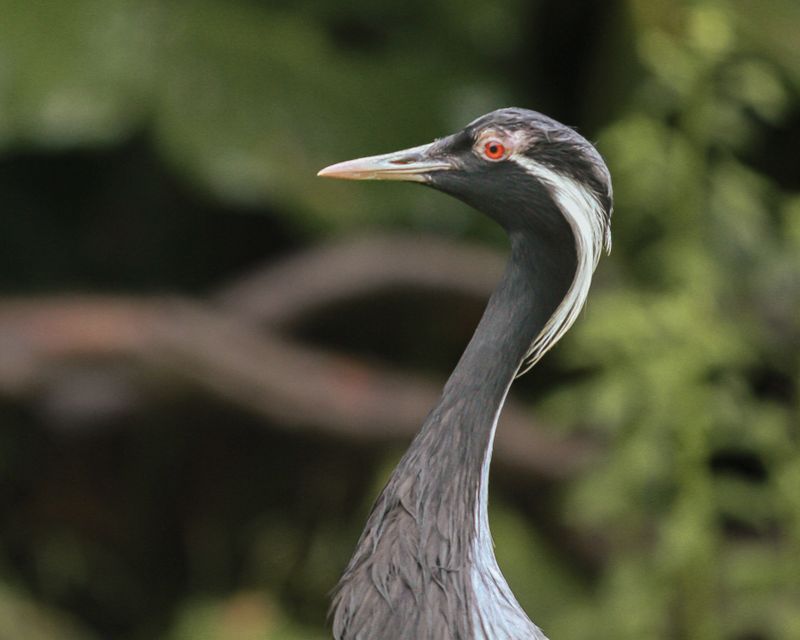 The Black-Necked Cranes