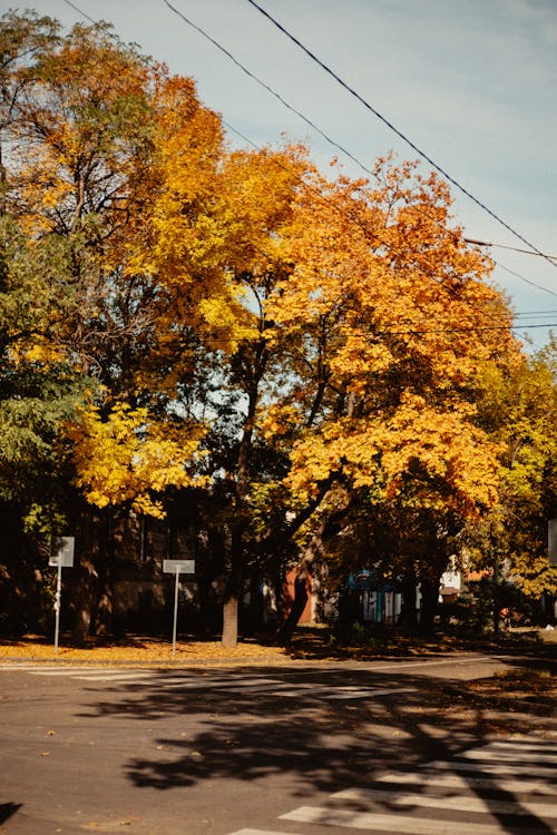 Gratis stockfoto met bomen, herfst, omvallen