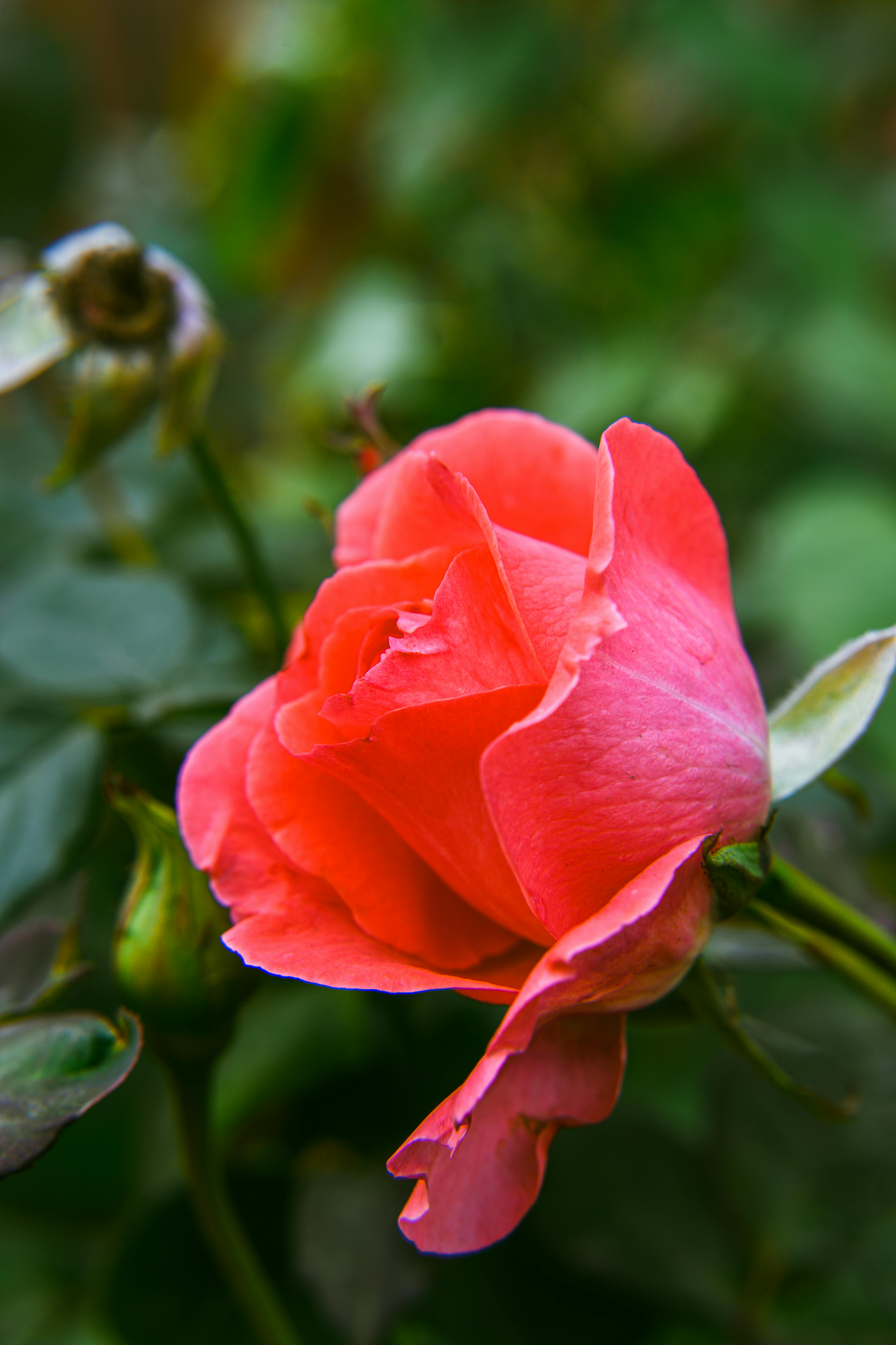 Ingyenes stockfot&oacute; bimb&oacute;, botanika, botanikuskert t&eacute;m&aacute;ban Stockfot&oacute;