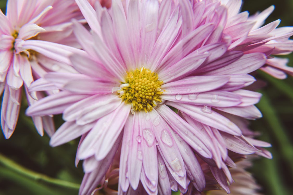 Photos gratuites de chrysanthème rustique, fermer, fleur