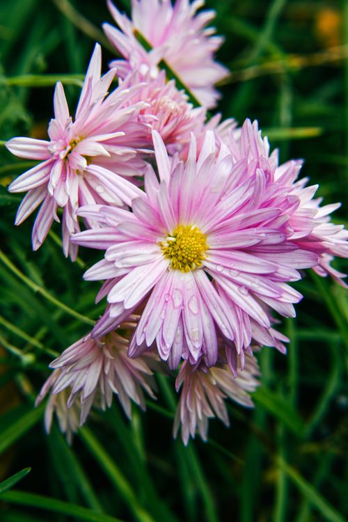 Free A vibrant close-up of pink chrysanthemums with dewdrops, showcasing natural beauty and detail. Stock Photo