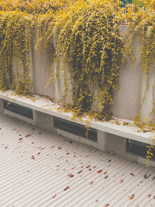 Green and Yellow Climbing Plants on White Concrete Wall