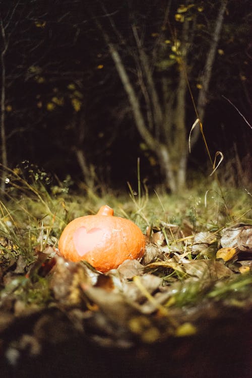 가을, 수직 쐈어, 숲의 무료 스톡 사진