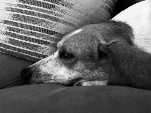 Photos gratuites de beagle, noir et blanc, un chien dormant