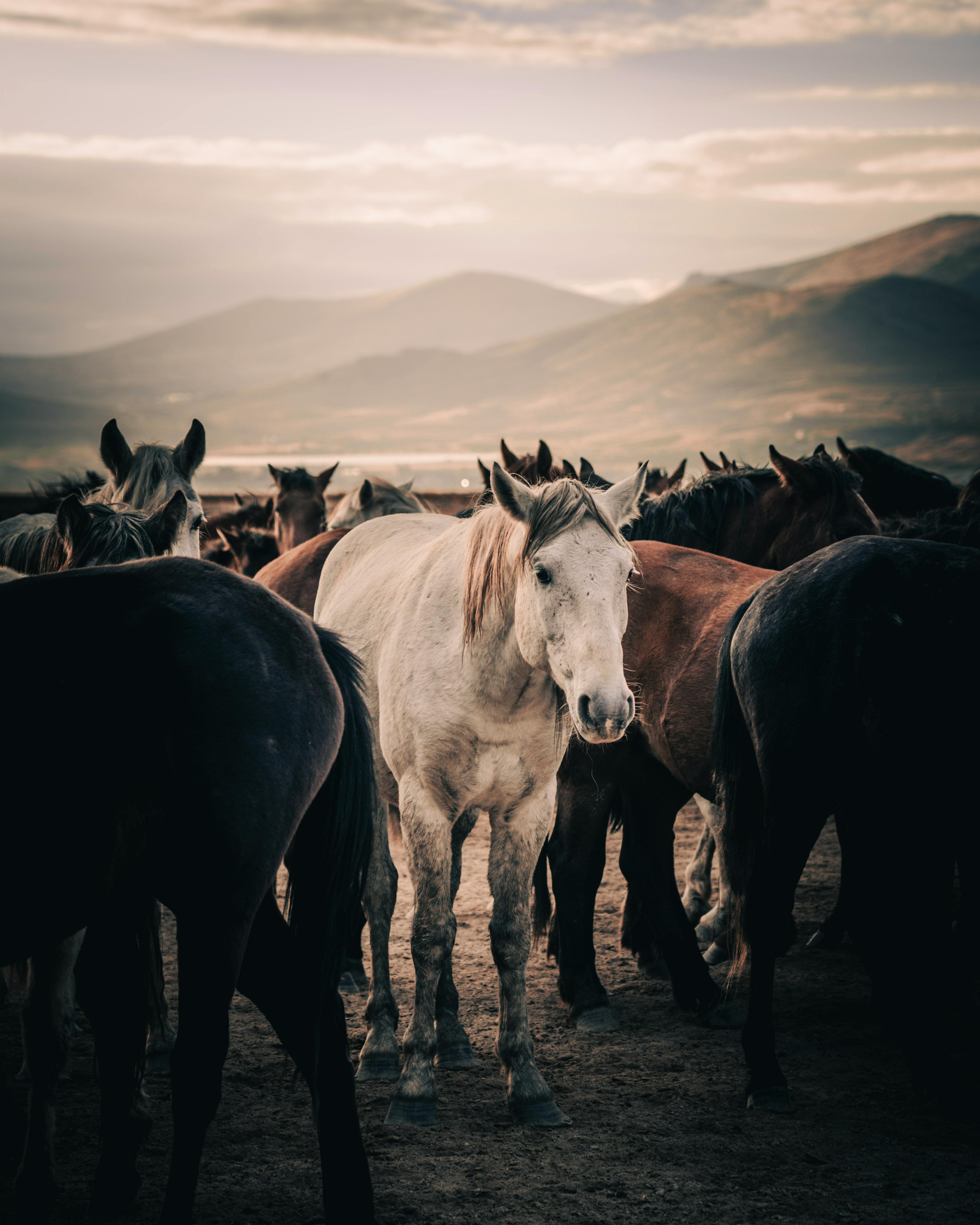 beautiful white horses tumblr