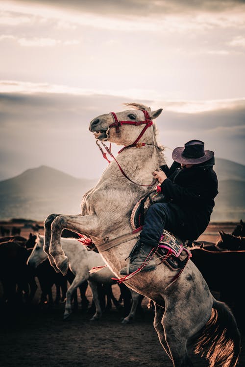 Cowboy Riding White Horse