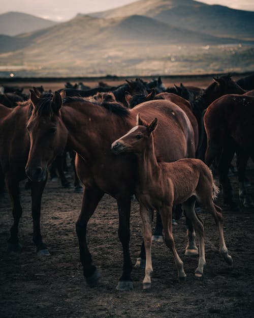 Brown Horse with a Foal Standing in the Herd on a Pasture 