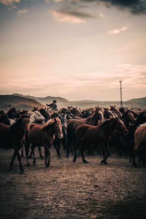 View of an Herd of Horses on a Pasture 