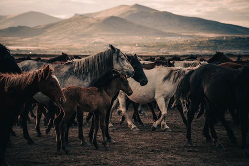 A Herd of Horses on the Field