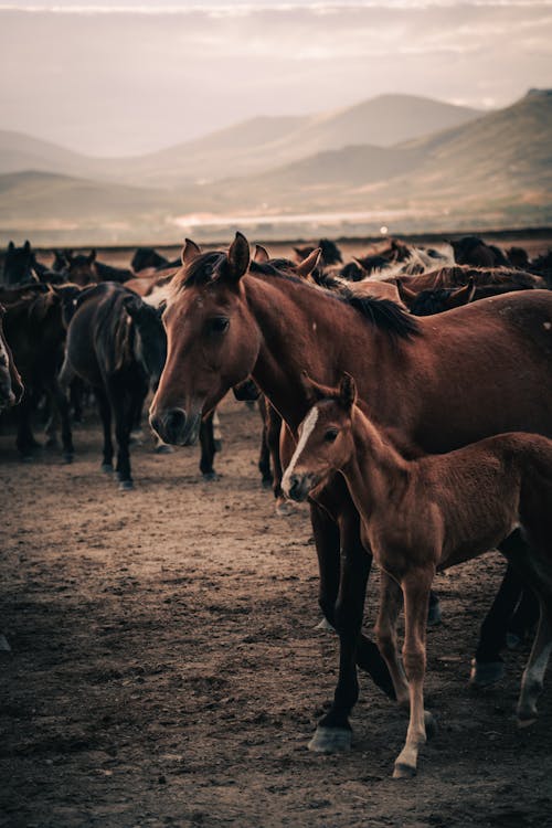 Fotobanka s bezplatnými fotkami na tému cicavec, črieda, divočina