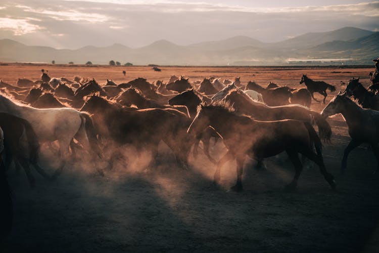 A Herd Of Horses Running On The Field