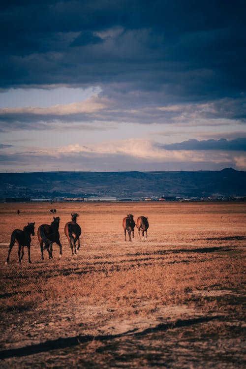 Horses Running on a Pasture 