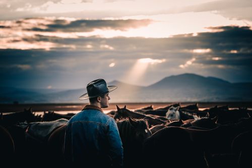 Free A cowboy stands amidst a herd of horses at sunset in a picturesque mountain field. Stock Photo