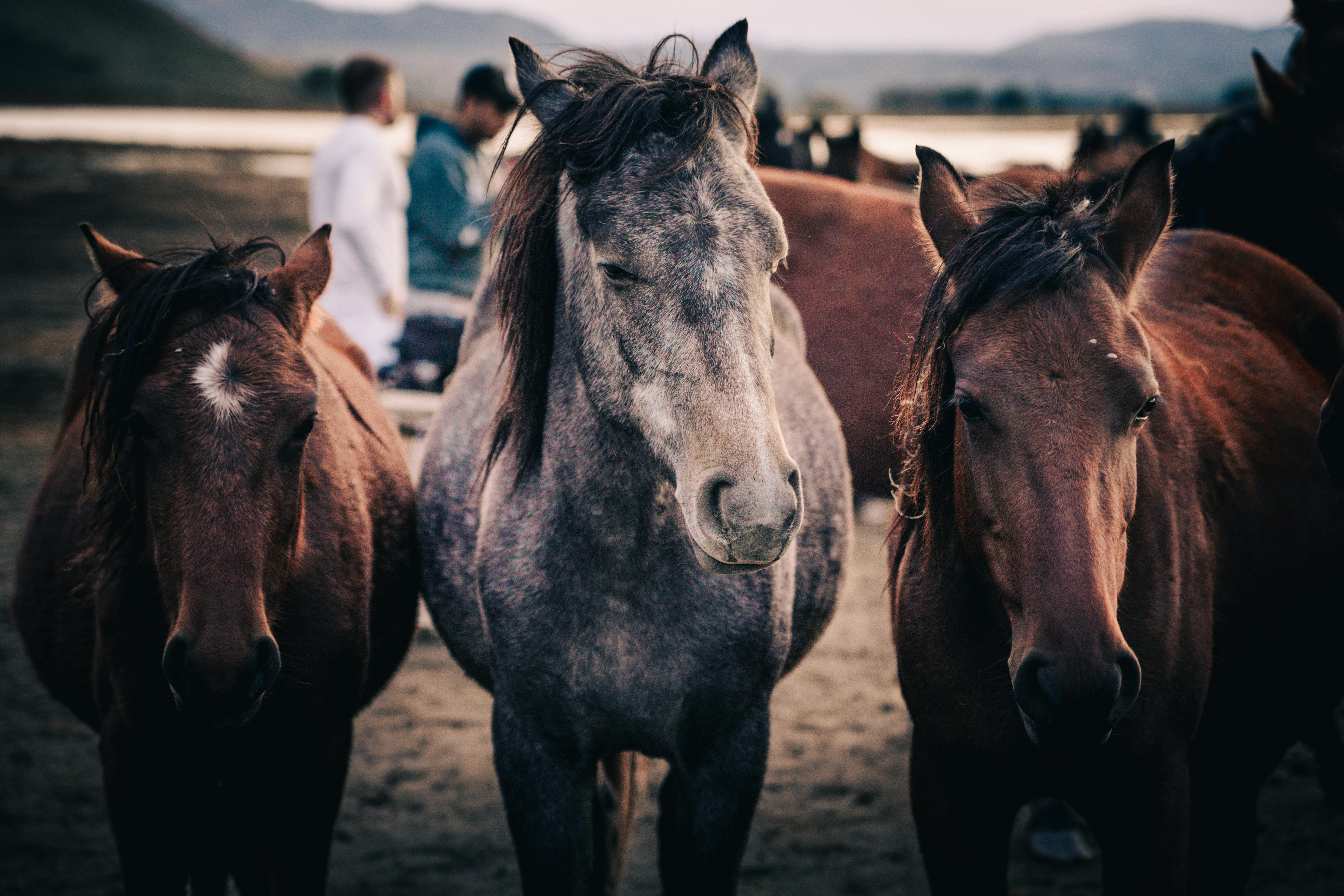A group of brown and gray horses standing closely together in an outdoor meadow.