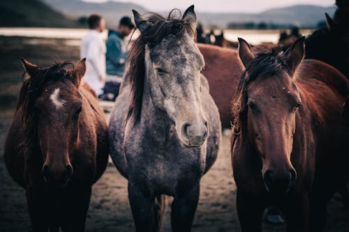 Photo of Brown and Gray Horses
