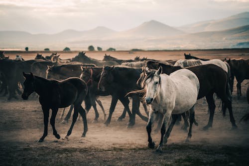 Photos gratuites de animal, chevaux, équin