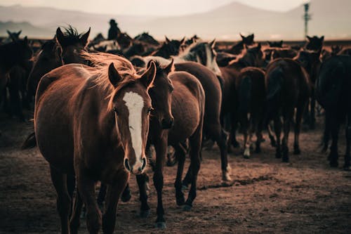 Immagine gratuita di azienda agricola, bestiame, cavalli