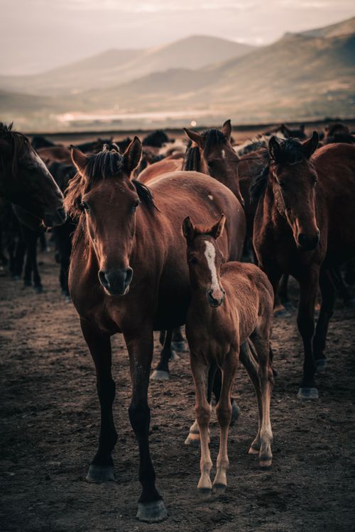 Free A herd of horses with a foal in a picturesque mountain landscape during a serene day. Stock Photo