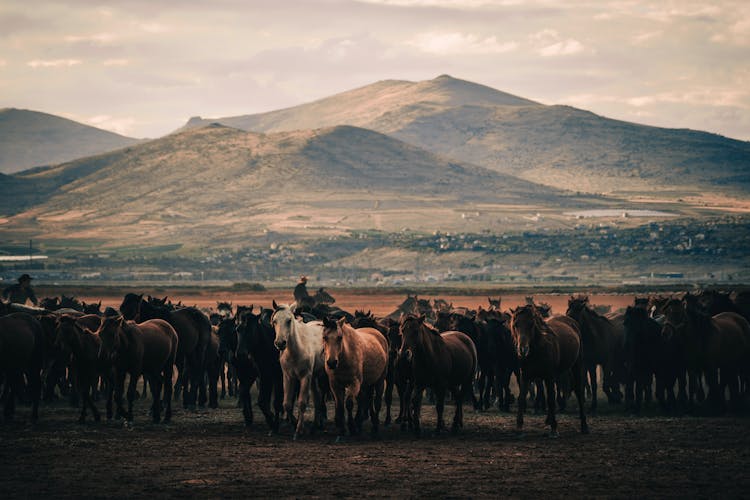 Herd Of Wild Horses On The Dirt Ground