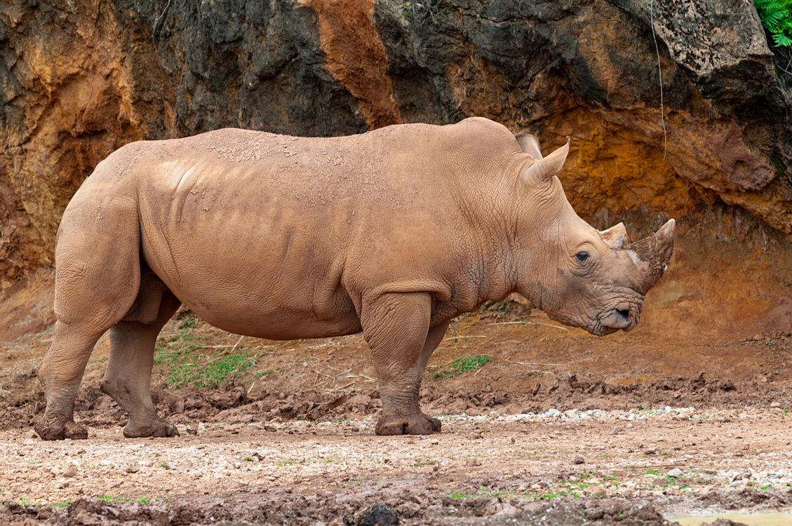 Close Up Shot Of Rhinoceros Free Stock Photo close-up-shot-of-rhinoceros-free-stock-photo
