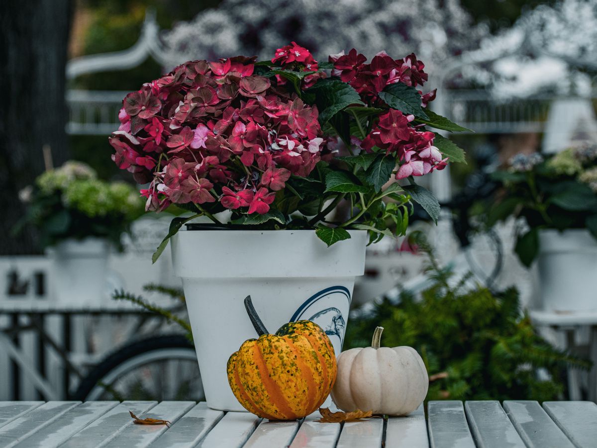 Blooming hydrangea and vibrant pumpkins on a table, creating a fall atmosphere. Stock Photo.