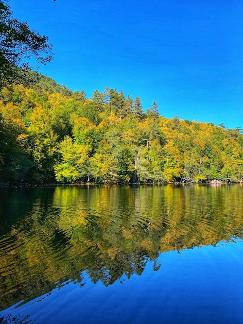 Photos gratuites de automne, forêt, forêt d'automne