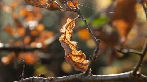 Brown Dried Leaf on Brown Tree Branch