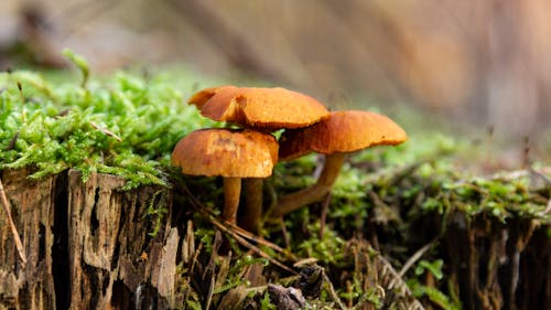 Gratis stockfoto met champignons, detailopname, eetbaar