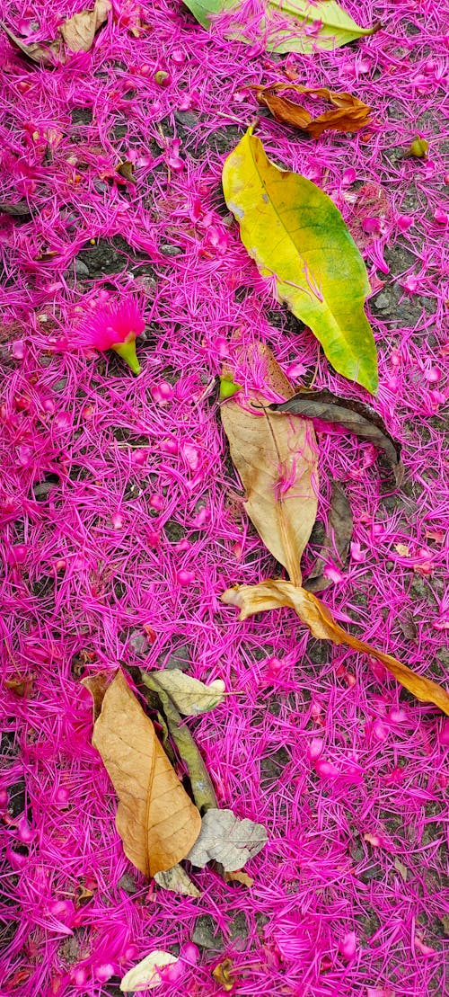 七彩花朵, 樹葉, 粉紅色 的 免费素材图片