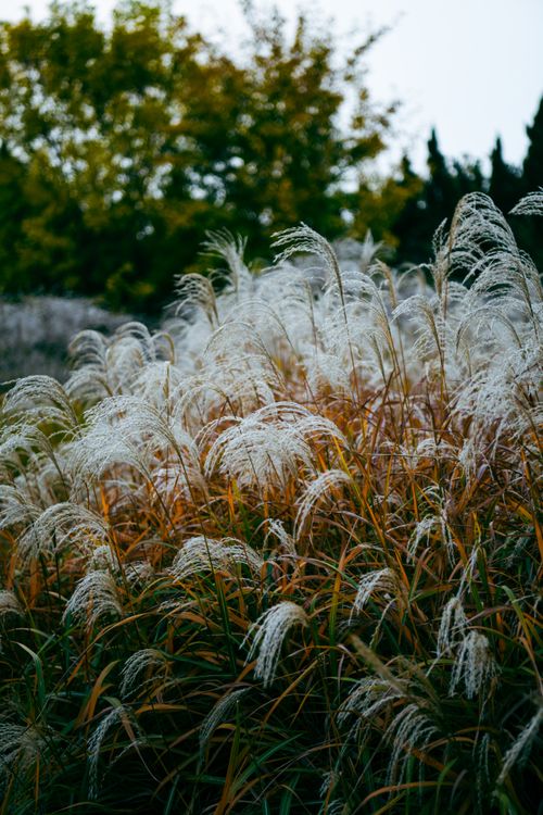 Free Lush field with Chinese silver grass swaying gently in the autumn breeze, captured in a natural setting. Stock Photo