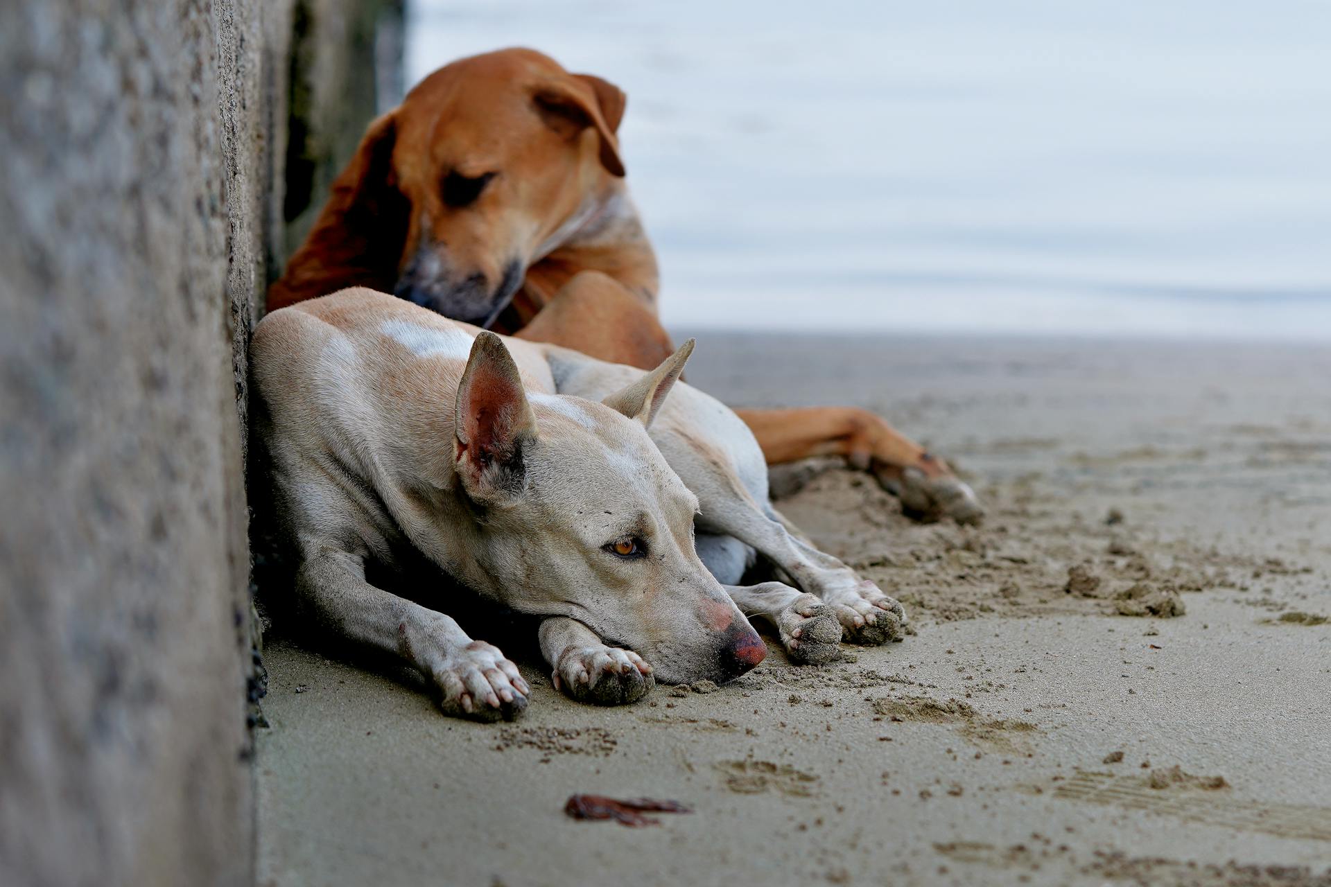 Brown and White Dogs Lying on Beach Sand