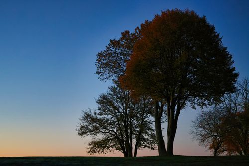 Free Silhouetted trees against a colorful twilight sky create a peaceful, serene landscape. Stock Photo