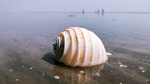 chandipur, kabuklu deniz hayvanı kabuğu, salyangoz içeren Ücretsiz stok fotoğraf