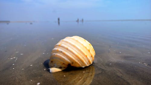 chandipur, kabuklu deniz hayvanı kabuğu, salyangoz içeren Ücretsiz stok fotoğraf