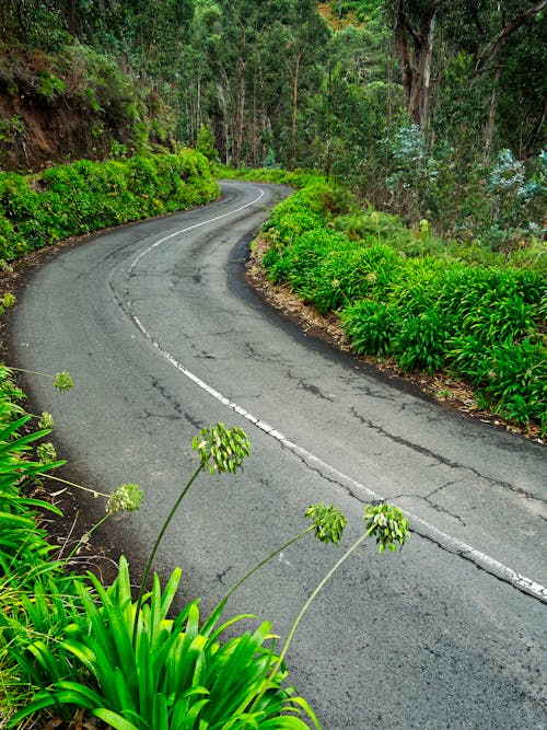 A Curvy Road Between Green Plants