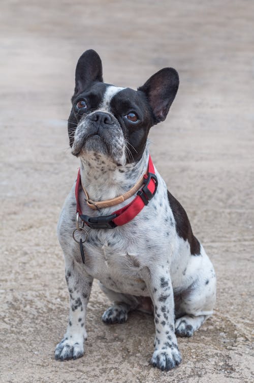 Photos gratuites de animal, animal de compagnie, bouledogue français