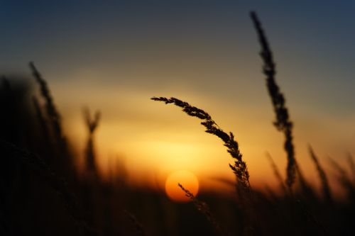 Free Silhouette of grass against a vibrant sunset, creating a serene natural scene. Stock Photo