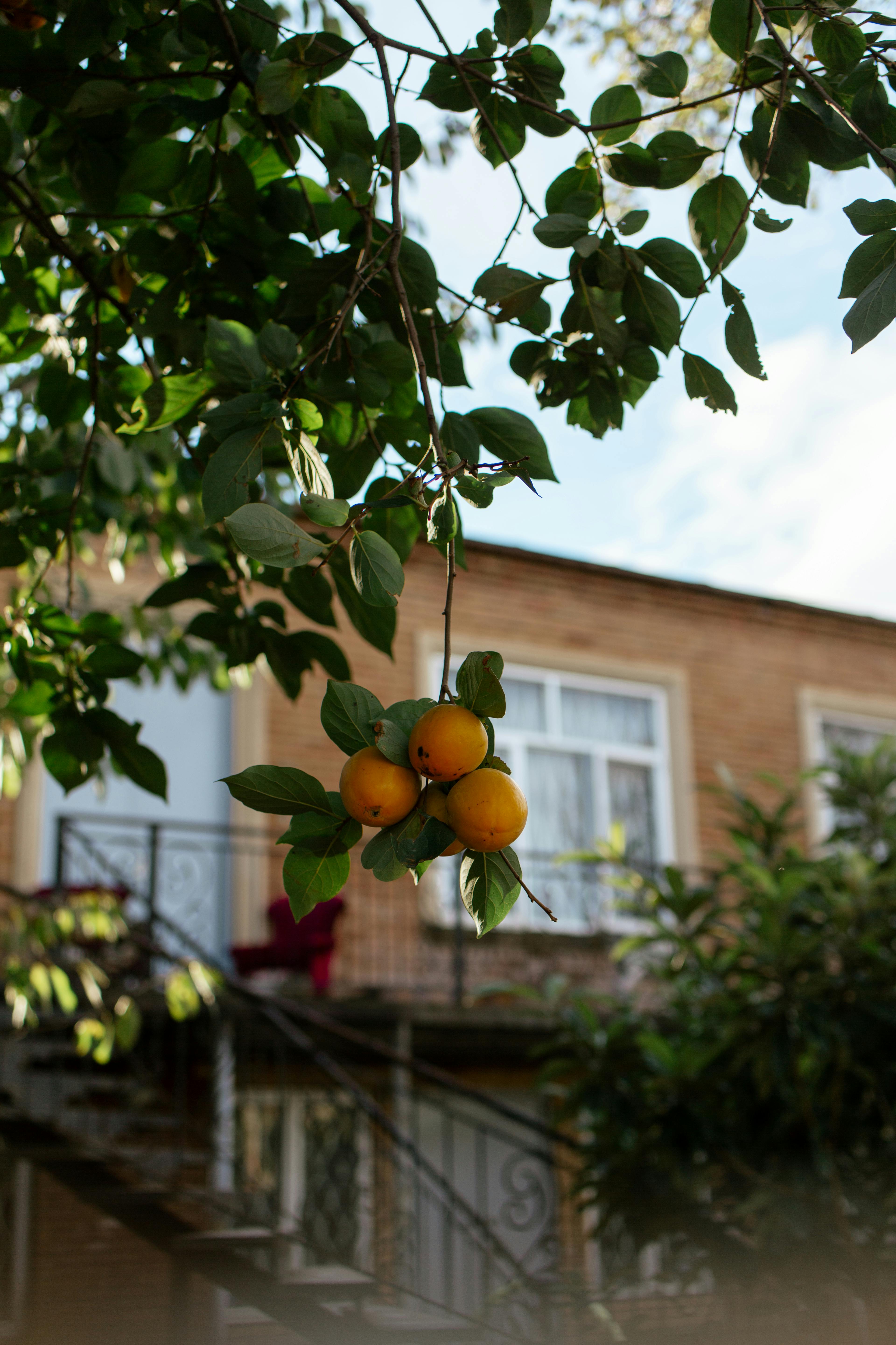 Gratis arkivbilde med avling, bakgård, bakgårdsfrukter Arkivbilde