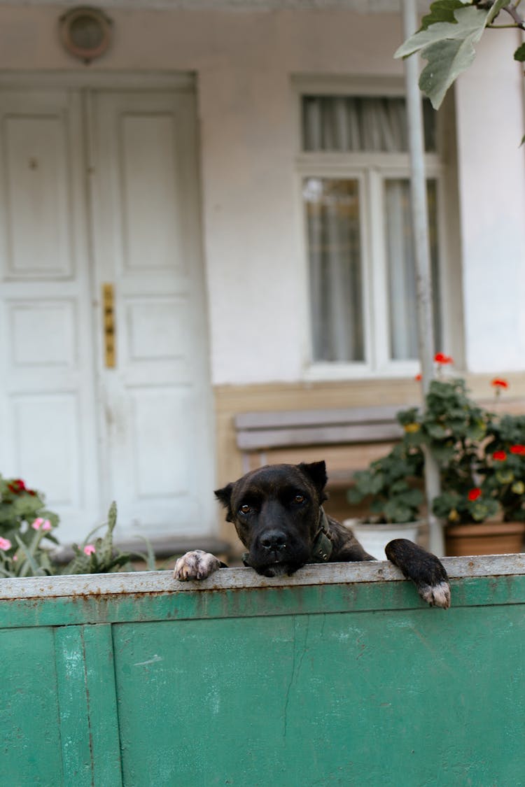 A Cute Black Dog Peeking From The Fence