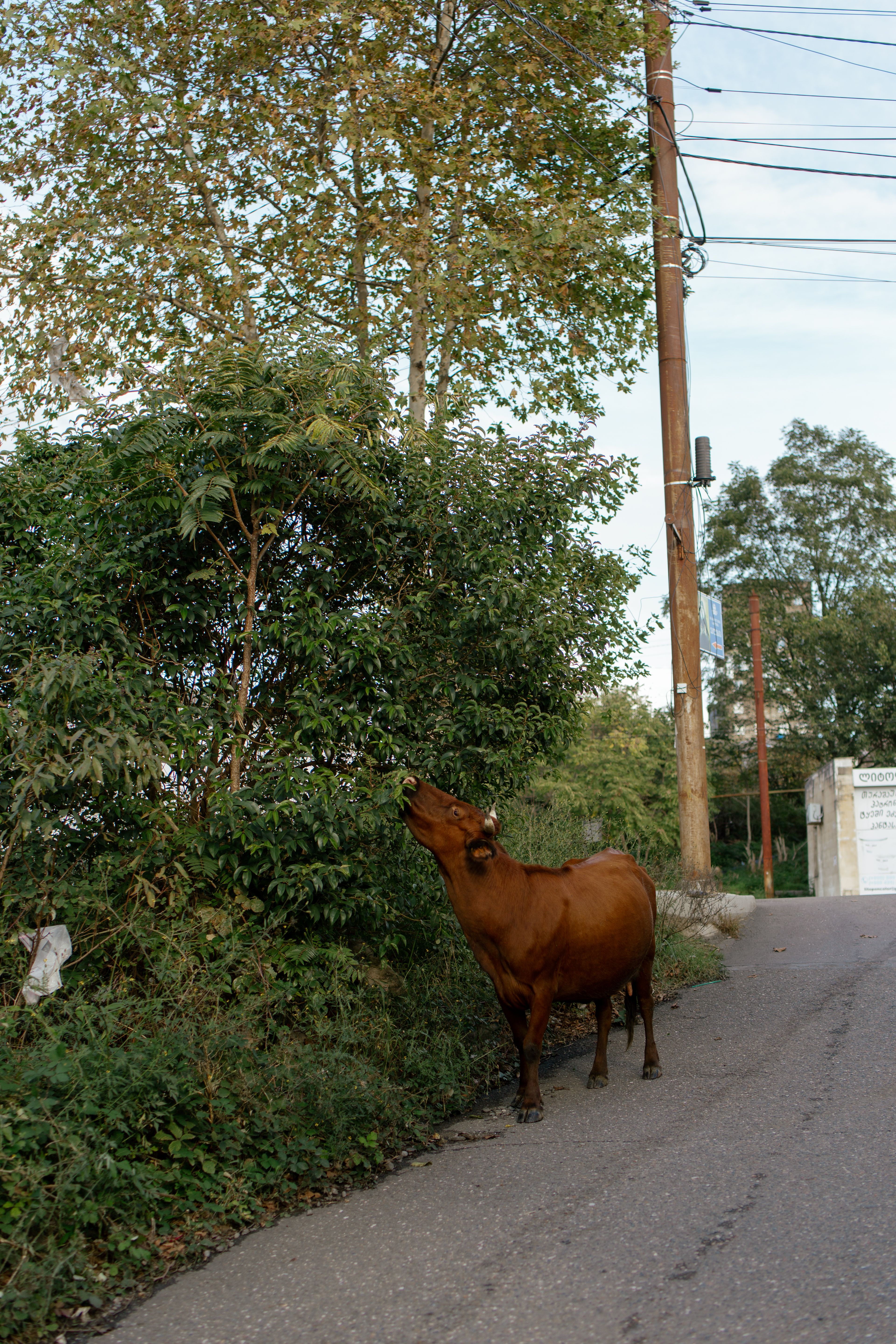 Brown Cow Eating Leaves of a Tree on Road · Free Stock Photo